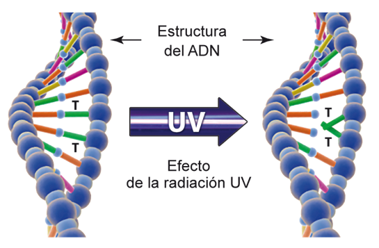 Ultravioleta